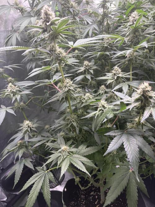 🦍🌱Gorilla Sherbet F1 FV🌱 SS&MO. Week 9