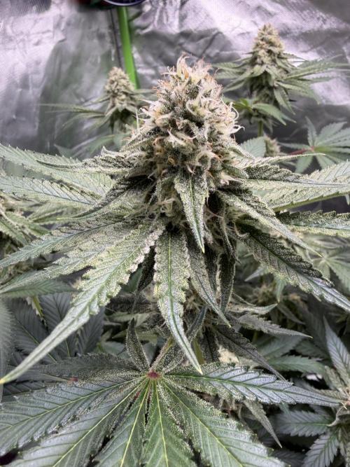 🦍🌱Gorilla Sherbet F1 FV🌱 SS&MO. Week 9