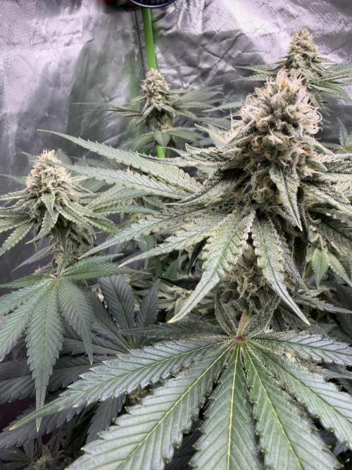 🦍🌱Gorilla Sherbet F1 FV🌱 SS&MO. Week 9