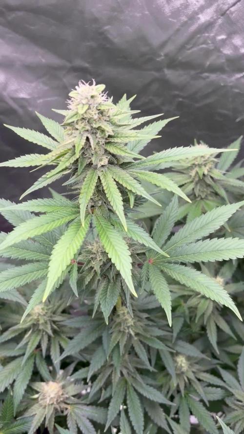 🦍🌱Gorilla Sherbet F1 FV🌱 SS&MO