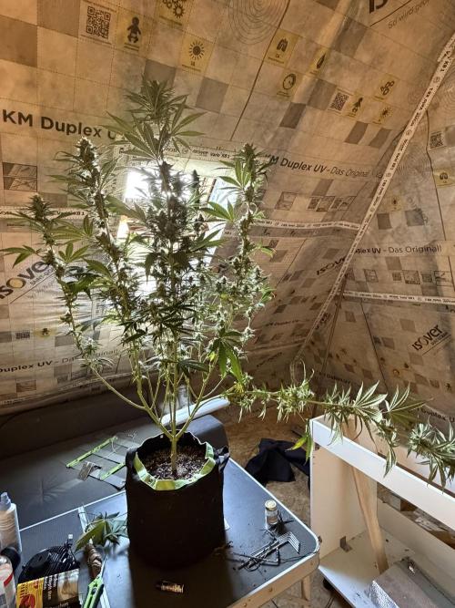 SweetFarmer. Week 11
