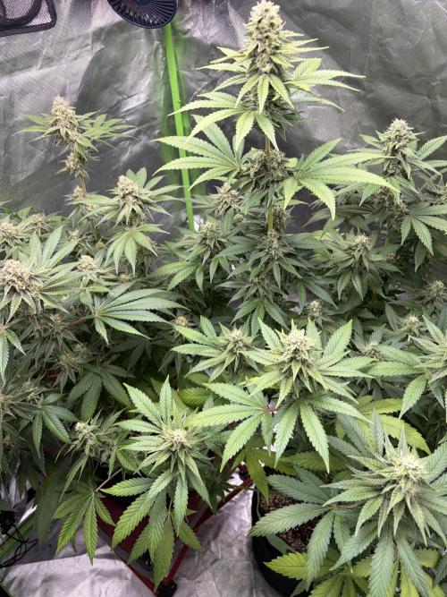 🌱Cream Caramel F1 FV🌱 SS&MO. Week 10