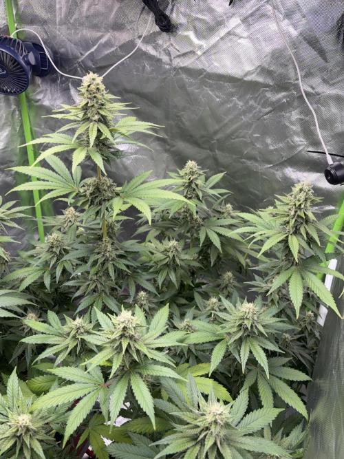 🌱Cream Caramel F1 FV🌱 SS&MO. Week 10