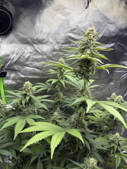 🌱Cream Caramel F1 FV🌱 SS&MO. Week 10