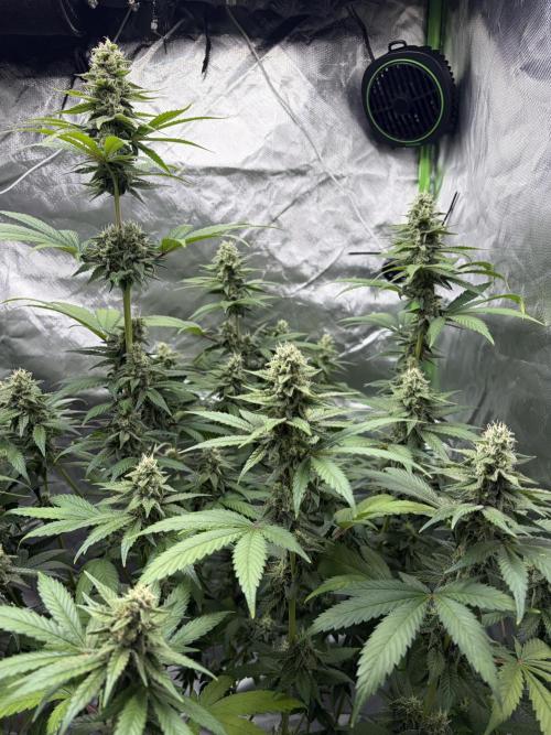 🌱Cream Caramel F1 FV🌱 SS&MO. Week 10