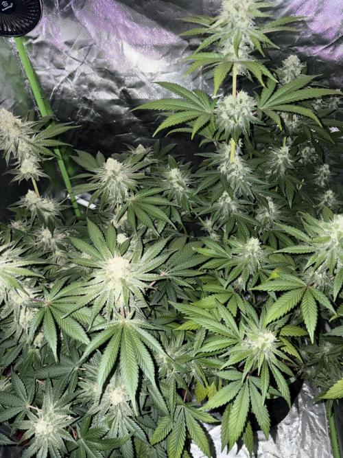 🌱Cream Caramel F1 FV🌱 SS&MO. Week 10