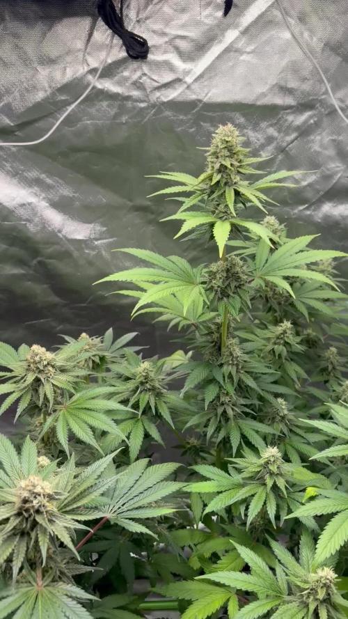 🌱Cream Caramel F1 FV🌱 SS&MO