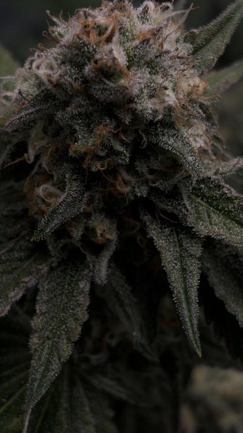 Gorilla Sherbet F1 Fast Version. Week 9