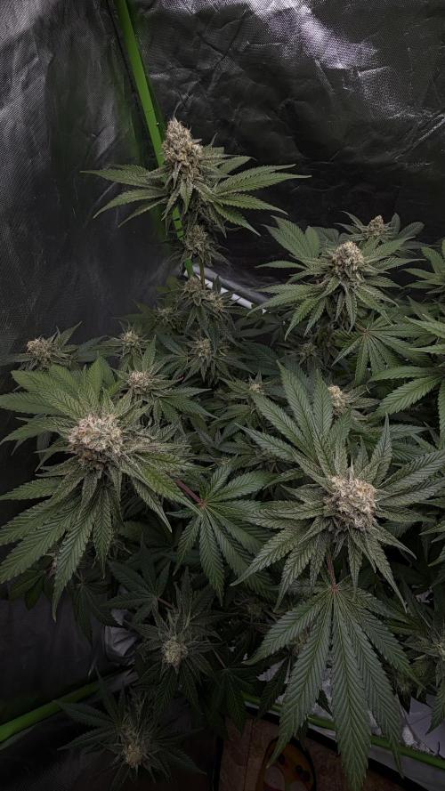 🦍🌱Gorilla Sherbet F1 FV🌱 SS&MO. Week 10