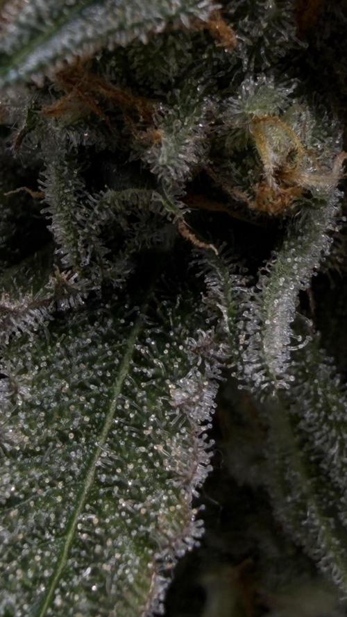 🦍🌱Gorilla Sherbet F1 FV🌱 SS&MO. Week 10