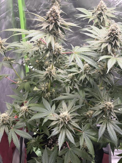 🦍🌱Gorilla Sherbet F1 FV🌱 SS&MO. Week 10