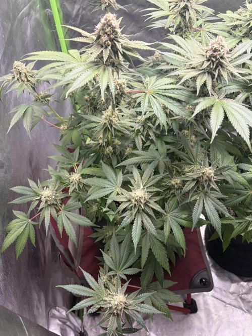 🦍🌱Gorilla Sherbet F1 FV🌱 SS&MO. Week 10