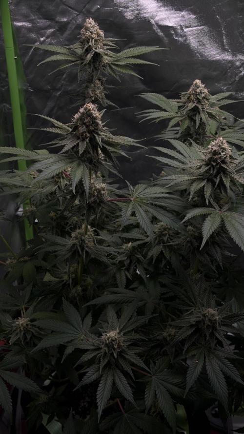 Gorilla Sherbet F1 Fast Version. Week 10