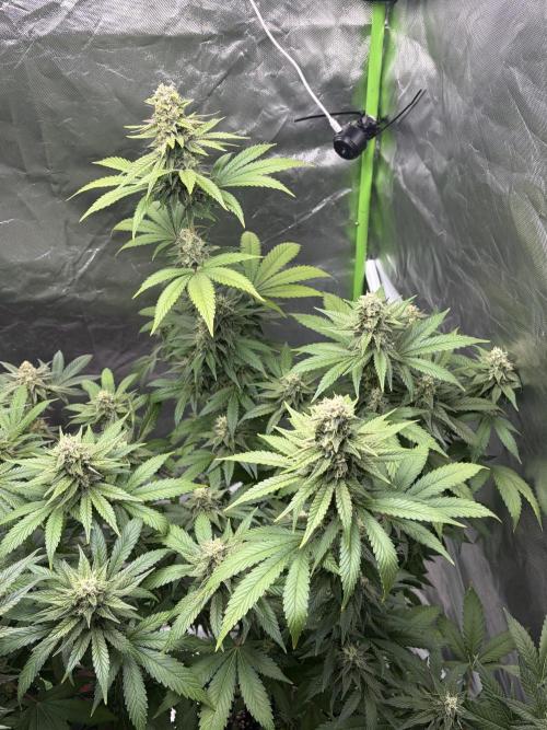 🌱Cream Caramel F1 FV🌱 SS&MO. Week 10
