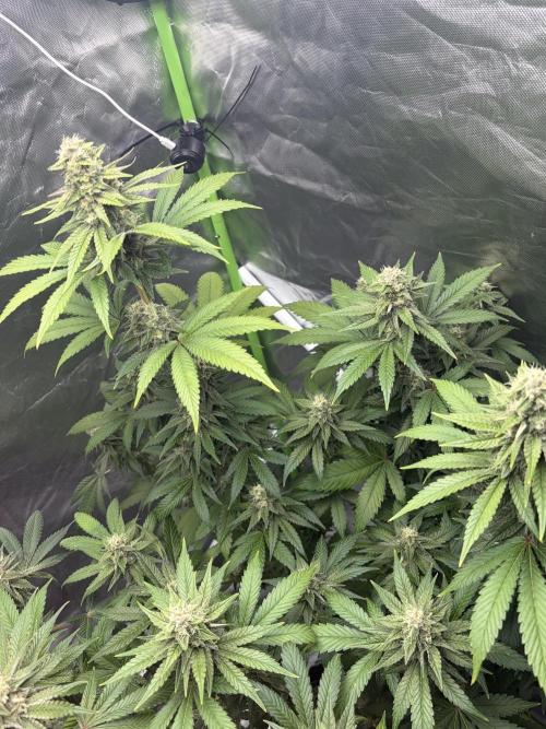 🌱Cream Caramel F1 FV🌱 SS&MO. Week 10