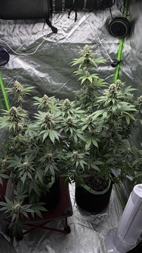 🌱Cream Caramel F1 FV🌱 SS&MO. Week 10