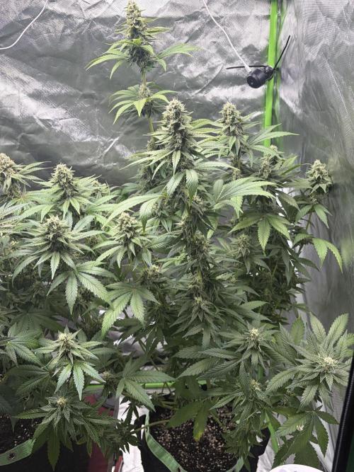 🌱Cream Caramel F1 FV🌱 SS&MO. Week 10