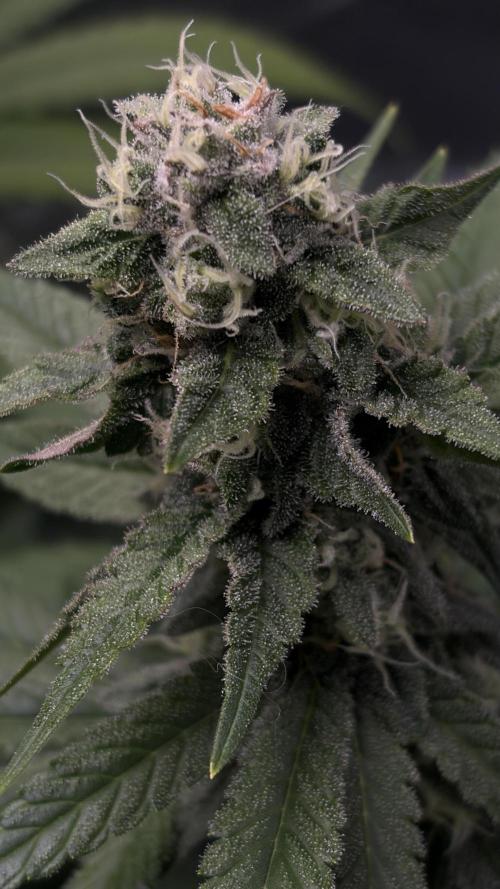 🌱Cream Caramel F1 FV🌱 SS&MO. Week 10