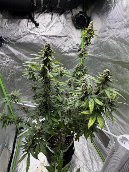 🌱Cream Caramel F1 FV🌱 SS&MO. Week 11