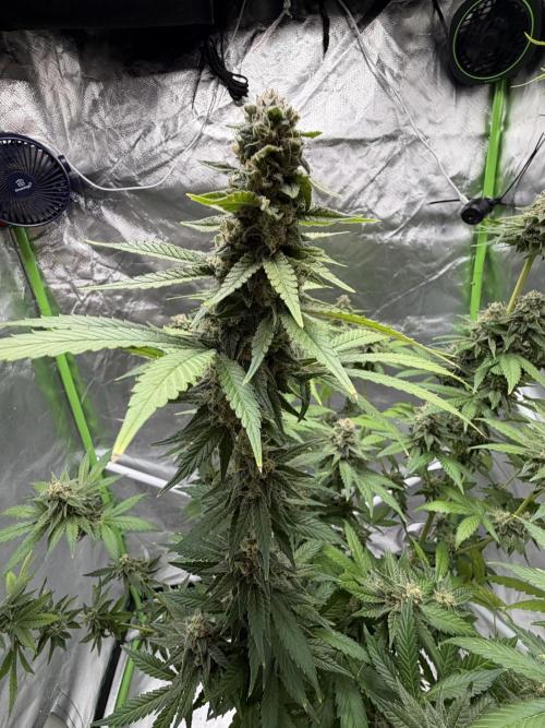 🌱Cream Caramel F1 FV🌱 SS&MO. Week 11