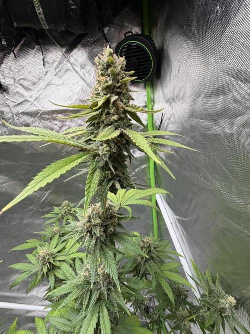 🌱Cream Caramel F1 FV🌱 SS&MO. Week 11