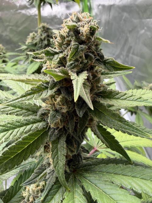 🌱Cream Caramel F1 FV🌱 SS&MO. Week 11