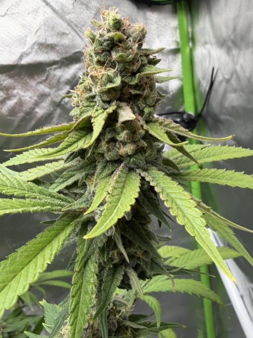 🌱Cream Caramel F1 FV🌱 SS&MO. Week 11