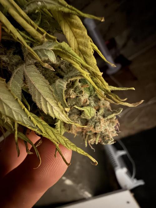 🌱Cream Caramel F1 FV🌱 SS&MO. Week 12