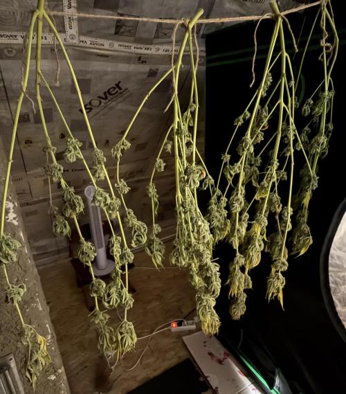 🌱Cream Caramel F1 FV🌱 SS&MO. Week 12