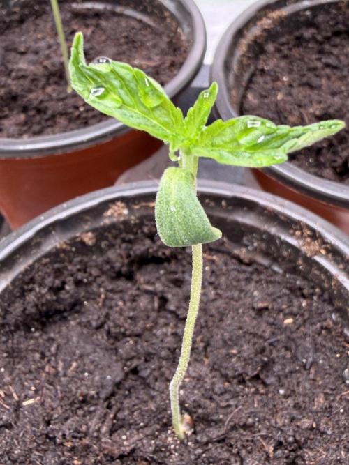 ❄️🍋 HIGH VOLTAGE FROST by Sensi Seeds🌲☄️. Week 0