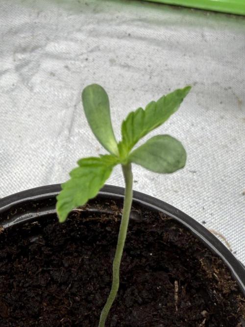 ❄️🍋 HIGH VOLTAGE FROST by Sensi Seeds🌲☄️. Week 0
