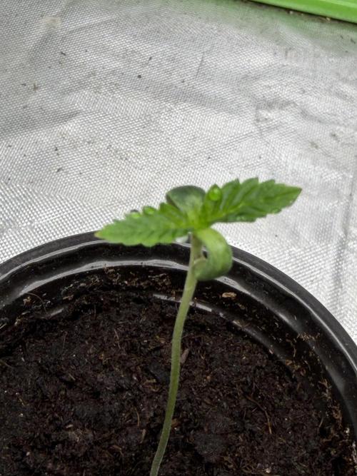 ❄️🍋 HIGH VOLTAGE FROST by Sensi Seeds🌲☄️. Week 0