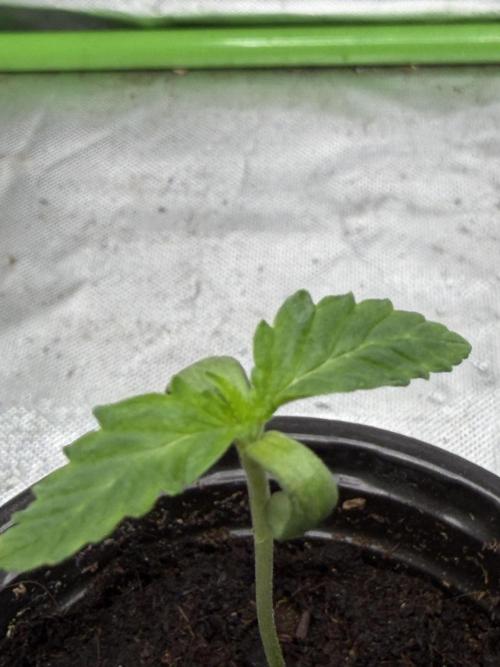 ❄️🍋 HIGH VOLTAGE FROST by Sensi Seeds🌲☄️. Week 0