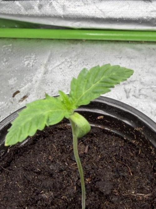 ❄️🍋 HIGH VOLTAGE FROST by Sensi Seeds🌲☄️. Week 0
