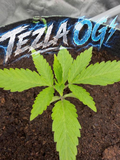 ❄️🍋 HIGH VOLTAGE FROST by Sensi Seeds🌲☄️. Week 1 - TezlaOG #1