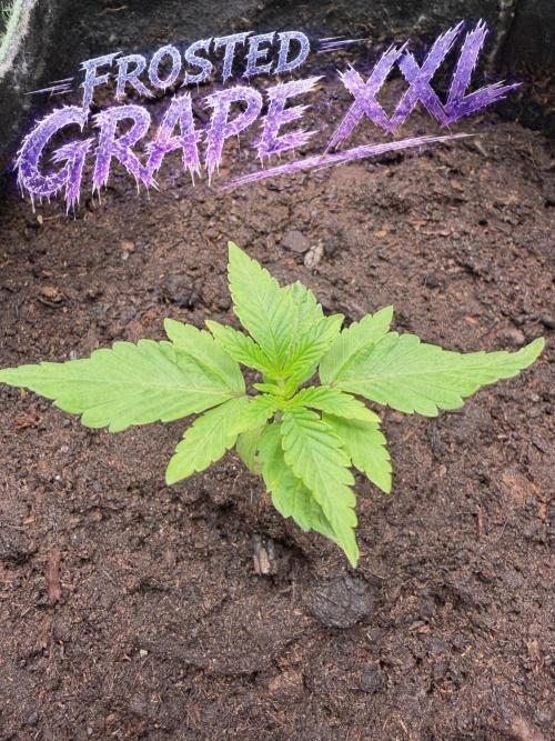 ❄️🍋 HIGH VOLTAGE FROST by Sensi Seeds🌲☄️. Week 1 - Frosted Grape XXL