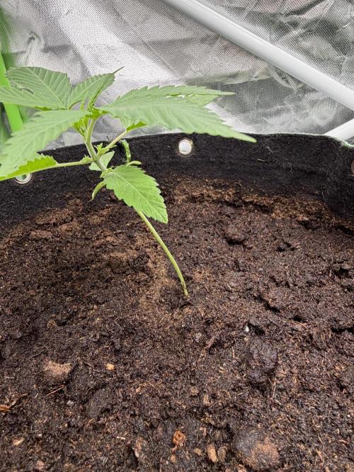 ❄️🍋 HIGH VOLTAGE FROST by Sensi Seeds🌲☄️. Week 2 - TezlaOG