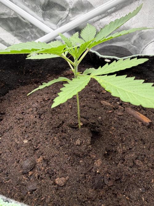 ❄️🍋 HIGH VOLTAGE FROST by Sensi Seeds🌲☄️. Week 2 - TezlaOG#2