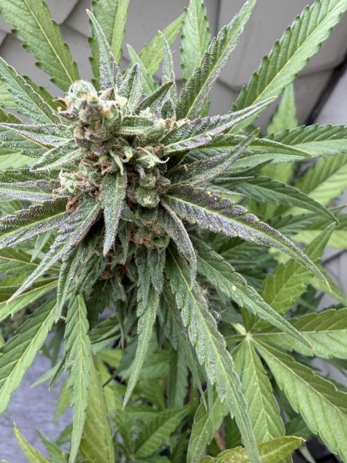 🌈 Urban Balcony Season ‘26 ☀️. Week 8 - Unbekannt Auto Purpel