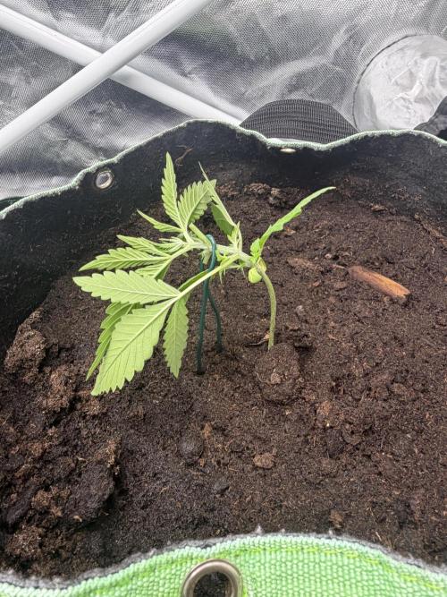 ❄️🍋 HIGH VOLTAGE FROST by Sensi Seeds🌲☄️. Week 2 - 21.07 TezlaOG #2