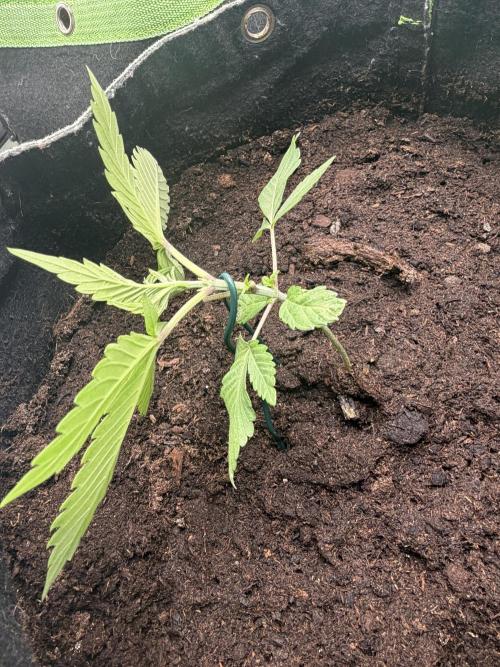 ❄️🍋 HIGH VOLTAGE FROST by Sensi Seeds🌲☄️. Week 2 - 21.07 Frosted Grape 