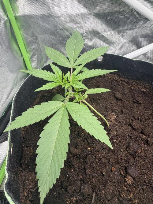 ❄️🍋 HIGH VOLTAGE FROST by Sensi Seeds🌲☄️. Week 2 - 21.07 TezlaOG #1