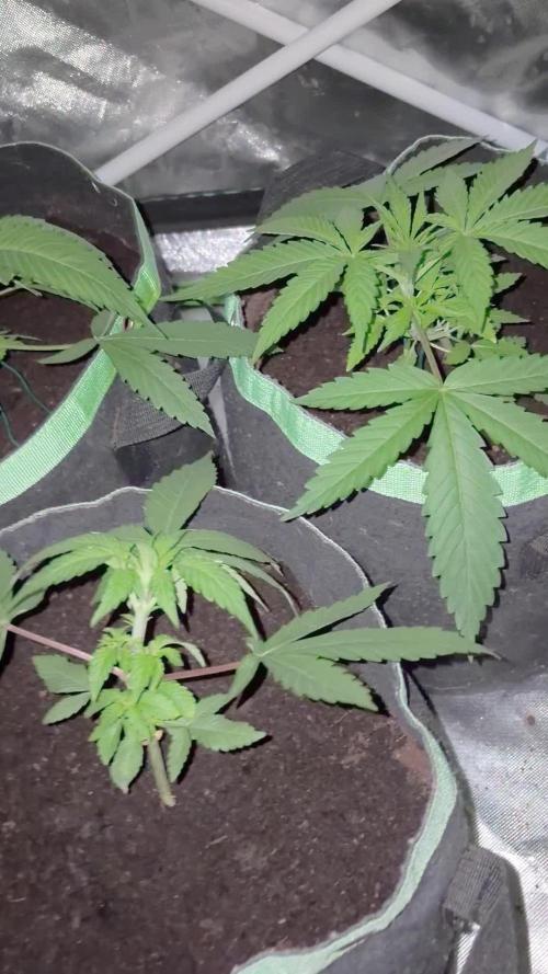❄️🍋 HIGH VOLTAGE FROST by Sensi Seeds🌲☄️