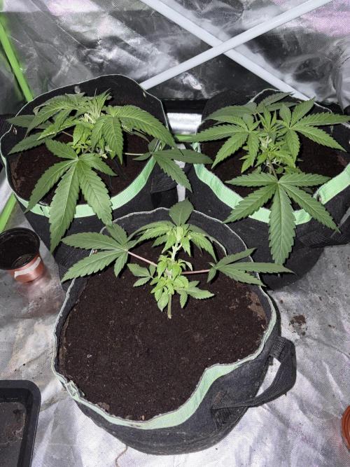 ❄️🍋 HIGH VOLTAGE FROST by Sensi Seeds🌲☄️. Week 3