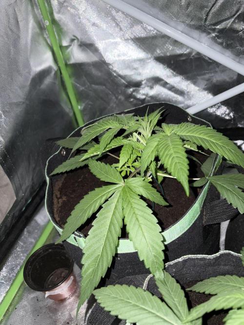 ❄️🍋 HIGH VOLTAGE FROST by Sensi Seeds🌲☄️. Week 3