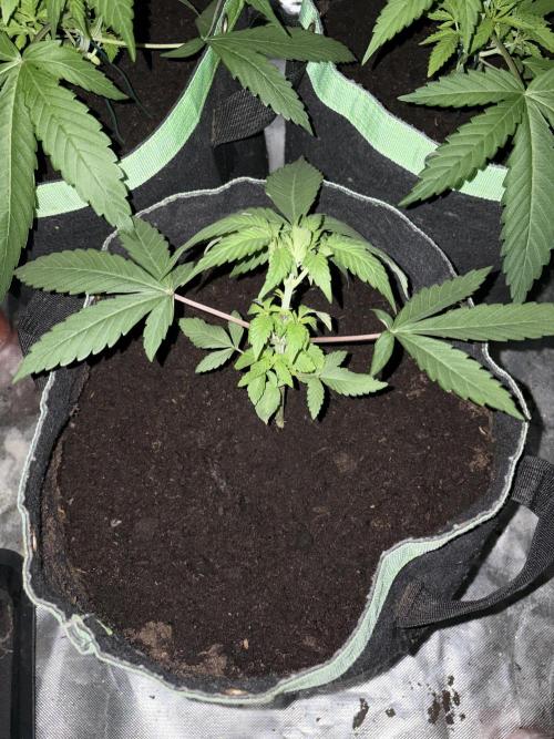 ❄️🍋 HIGH VOLTAGE FROST by Sensi Seeds🌲☄️. Week 3