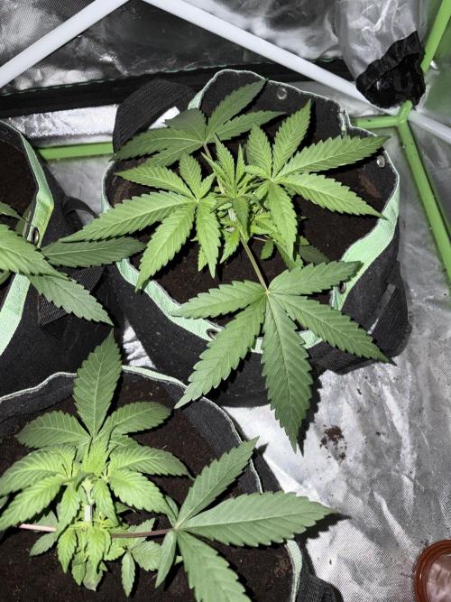 ❄️🍋 HIGH VOLTAGE FROST by Sensi Seeds🌲☄️. Week 3