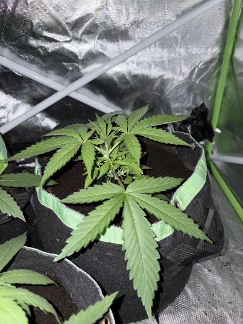 ❄️🍋 HIGH VOLTAGE FROST by Sensi Seeds🌲☄️. Week 3