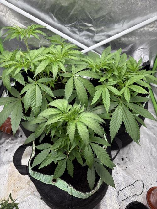 ❄️🍋 HIGH VOLTAGE FROST by Sensi Seeds🌲☄️. Week 4