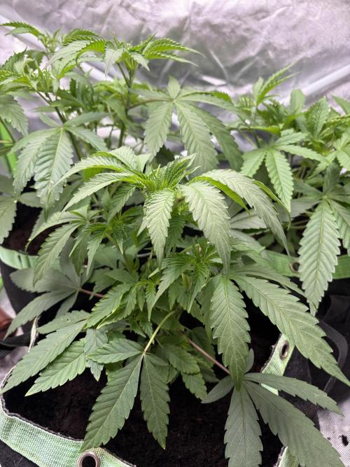 ❄️🍋 HIGH VOLTAGE FROST by Sensi Seeds🌲☄️. Week 4